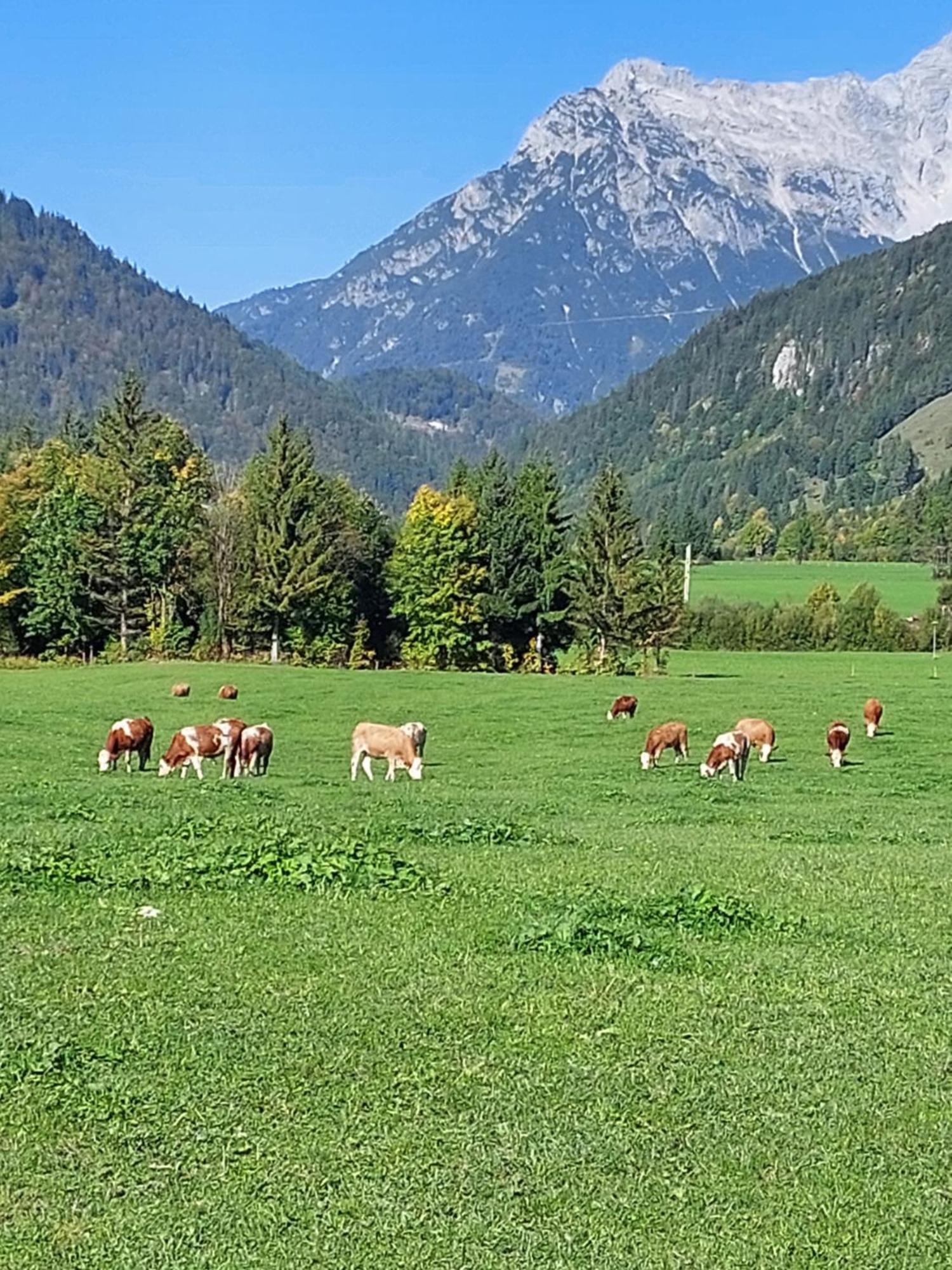 Ferienwohnungen Recherhof Hochfilzen Dış mekan fotoğraf